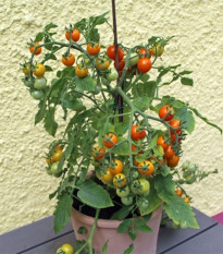 Rajče Tiny Temptations Orange PhR - Solanum lycopersicum - prodej semen - 5 ks