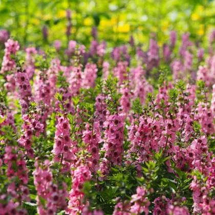 Angelonie úzkolistá Serenita pink - Angelonia angustifolia - prodej semen - 6 ks