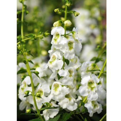 Angelonie úzkolistá Serenita white - Angelonia angustifolia - prodej semen - 6 ks