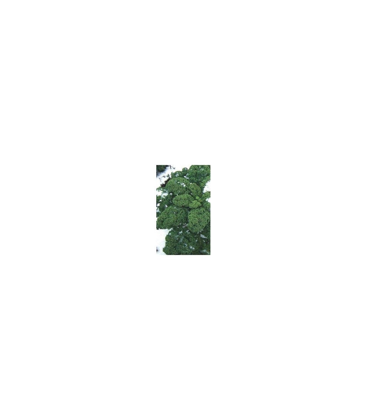 Kadeřávek zelený středně vysoký - semena kadeřávku - 0,9 gr