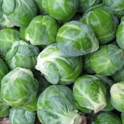 BIO Kapusta růžičková Dagan F1 - Brassica oleracea - prodej bio semen - 20 ks