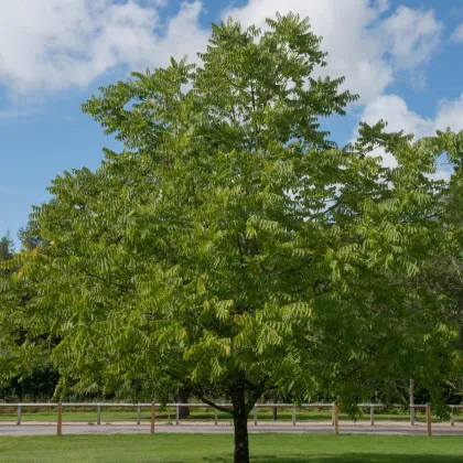 Ořešák černý - Juglans nigra - prodej semen - 2 ks