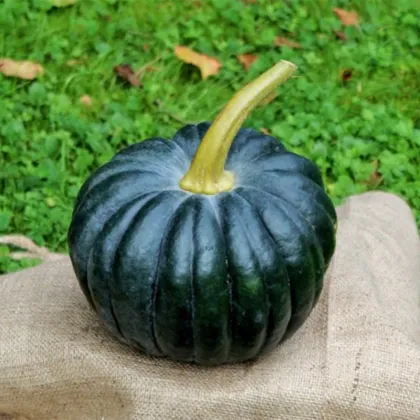 BIO Dýně Black Futsu - Cucurbita moschata - prodej bio semen - 7 ks