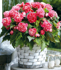 Begonie Camellia - Begonia - prodej cibulovin - 2 ks