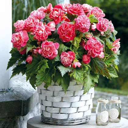 Begonie Camellia - Begonia - prodej cibulovin - 2 ks