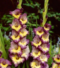 Gladiol Dynamite - Gladiolus - prodej cibulovin - 3 ks