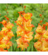 Gladiol Sunshine - Gladiolus - prodej cibulovin - 3 ks