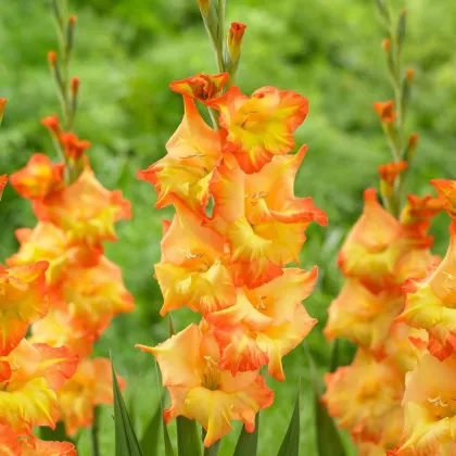 Gladiol Sunshine - Gladiolus - prodej cibulovin - 3 ks