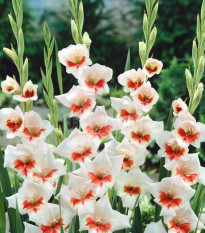 Gladiol Japonica - Gladiolus - prodej cibulovin - 3 ks