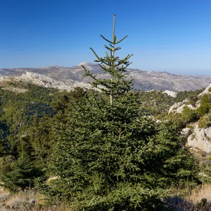 Jedle španělská - Abies pinsapo - prodej semen - 7 ks