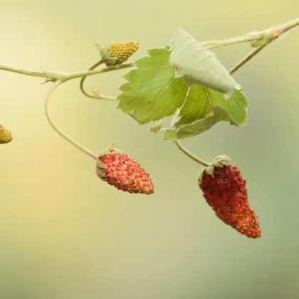 Jahodník lesní Mignonette - Fragaria vesca - prodej semen - 15 ks