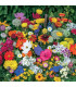 Květinová směs - venkovská zahrada - prodej semen - 40 g