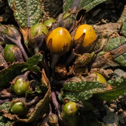 Mandragora lékařská - Mandragora officinalis - prodej semen - 6 ks