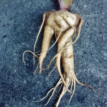 Mandragora lékařská - Mandragora officinalis - prodej semen - 6 ks