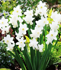 Narcis Silver Bouquet - Narcissus - prodej cibulovin - 3 ks