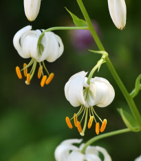 Lilie Martagon Snowy Morning - Lilium martagon - prodej cibulovin - 1 ks