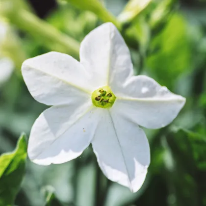 Tabák Saratoga bílý F1 - Nicotiana x alata - prodej semen - 30 ks