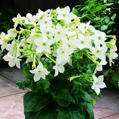 Tabák Saratoga bílý F1 - Nicotiana x alata - prodej semen - 30 ks