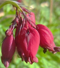 Srdcovka Bacchannal - Dicentra formosa - prodej cibulovin - 1 ks