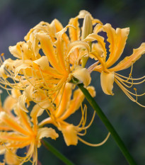 Pavoučí lilie - Lycoris aurea - prodej cibulovin - 1 ks