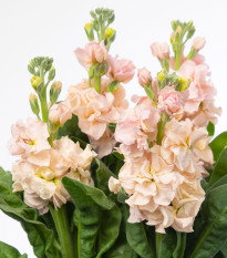 Fiala Iron Appricot - Matthiola incana - prodej semen - 40 ks