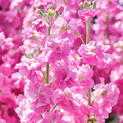 Fiala Iron Rose - Matthiola incana - prodej semen - 40 ks