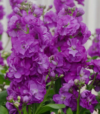 Fiala Hot cakes - Matthiola incana - prodej semen - 40 ks