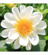 Jiřinka proměnlivá Figaro bílá - Dahlia variabilis - prodej semen - 20 ks