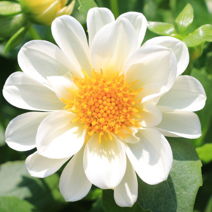 Jiřinka proměnlivá Figaro bílá - Dahlia variabilis - prodej semen - 20 ks