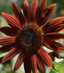 Slunečnice roční Ruby F1 - Helianthus annuus - prodej semen - 10 ks