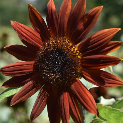 Slunečnice roční Ruby F1 - Helianthus annuus - prodej semen - 10 ks