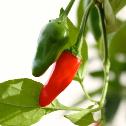 Chilli Thai Hot Birds Eye - Capsicum annuum - prodej semen - 6 ks