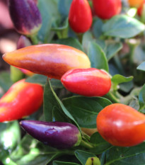 Chilli Rainbow fire - Capsicum frutescens - prodej semen - 6 ks