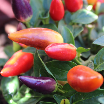 Chilli Rainbow fire - Capsicum frutescens - prodej semen - 6 ks