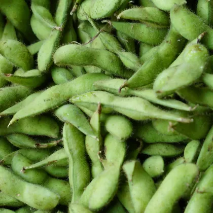 BIO Sója Edamame Chiba Green - Glycine max - prodej bio semen - 20 ks