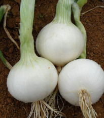 Cibule White Globe - Allium cepa - prodej semen - 100 ks