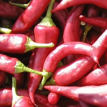 Paprika Žitava - Capsicum annuum - prodej semen - 30 ks