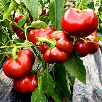 Paprika Topepo rosso - Capsicum annuum - prodej semen - 20 ks