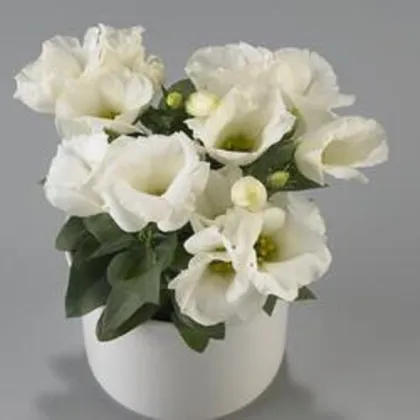 Eustoma Carmen Ivory F1 - Eustoma grandiflorum - prodej semen - 12 ks