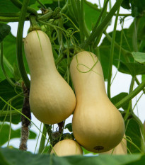 Dýně máslová Butternut - Cucurbita moschata - prodej semen - 6 ks