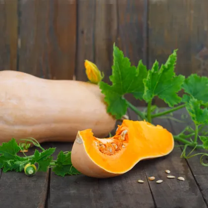 Dýně máslová Butternut - Cucurbita moschata - prodej semen - 6 ks