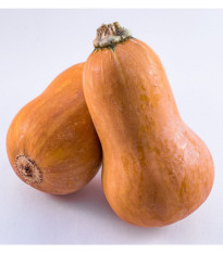 Dýně máslová Honeynut - Cucurbita moschata - prodej semen - 6 ks