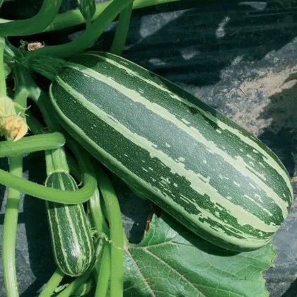 Cuketa Bush Baby F1 Marrow - Cucurbita pepo - prodej semen - 6 ks