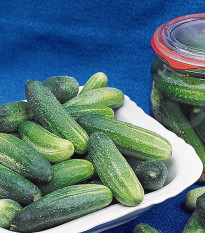 Okurka Tellus F1 - Cucumis sativus - prodej semen - 4 ks