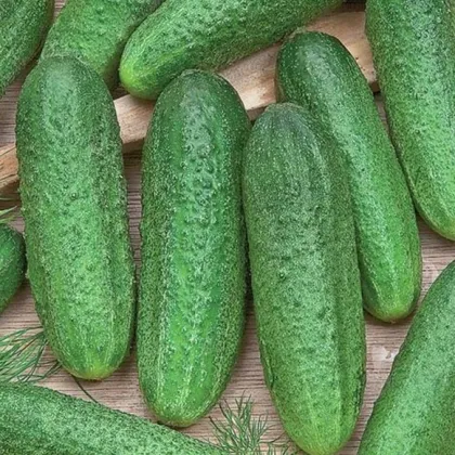 Okurka Profi F1 - Cucumis sativus - prodej semen - 15 ks