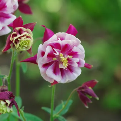 Orlíček Winky Red White Double - Aquilegia - prodej prostokořenných sazenic - 1 ks