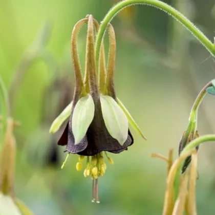 Orlíček Chocolat Soldier - Aquilegia - prodej prostokořenných sazenic - 1 ks