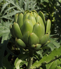 BIO Artyčok Imperial - Cynara cardunculus - prodej bio semen - 10 ks