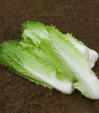 Bio pekingské zelí Granat - Brassica rapa pekinensis - prodej bio semen - 100 ks