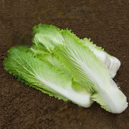 Bio pekingské zelí Granat - Brassica rapa pekinensis - prodej bio semen - 100 ks